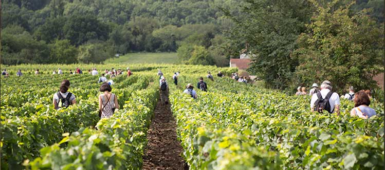 Photos de Climats de Bourgogne