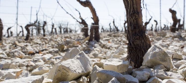 ALBERTA - Le Petit Chablis month