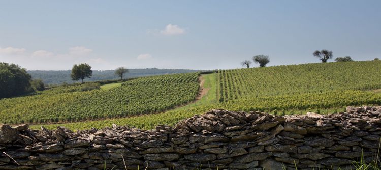Contribution à la neutralité carbone du secteur viticole