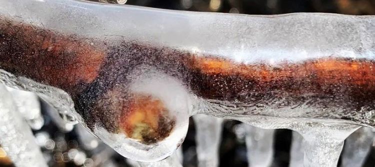 Un bourgeon protégé par la glace à Chablis - © Photo Domaine Alain Geoffroy