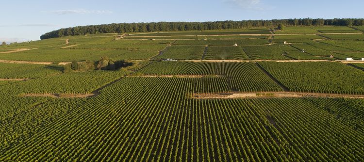 La colline de Corton, comme d'autres vignobles de Bourgogne a été généreuse