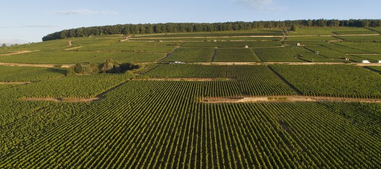 The Colline de Corton as other vineyards has been very generous this year