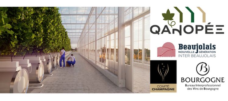 QANOPEE Un investissement d’avenir pour les vins de Bourgogne