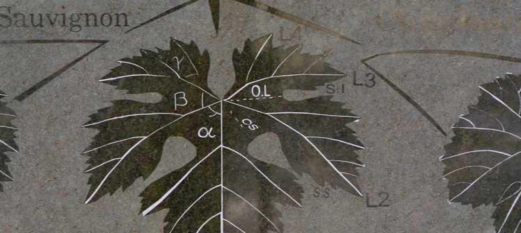 Triple projection d’un film documentaire sur Pierre Galet, ampélographe visionna