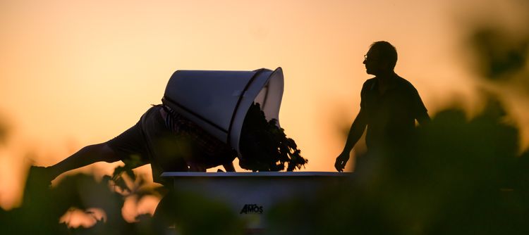 Harvesting at dawn in Bourgogne in 2023 - Photo: BIVB/Michel Joly