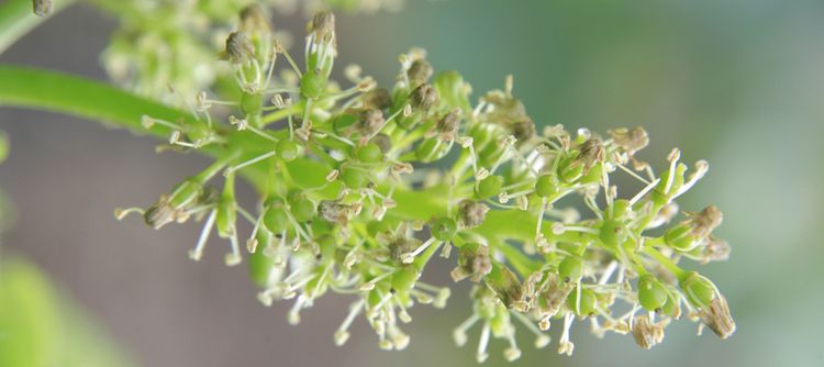Pinot Noir flower_Copyright: BIVB / Jean-Louis BERNUY