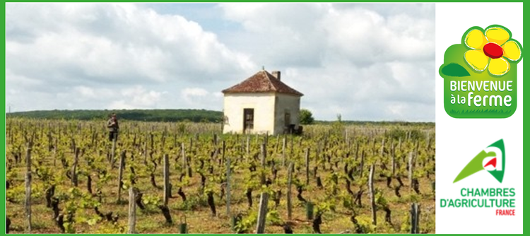 Immersion dans les domaines viticoles avec le réseau Bienvenue à la ferme