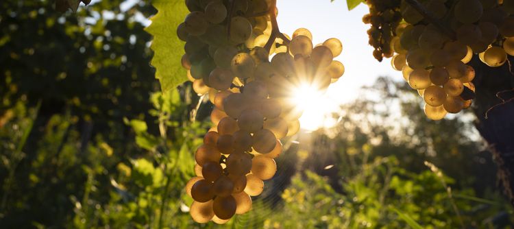 Vendanges 2025 / Copyright : BIVB / Michel JOLY