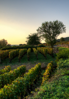 Liste des vignerons produisant l'appellations