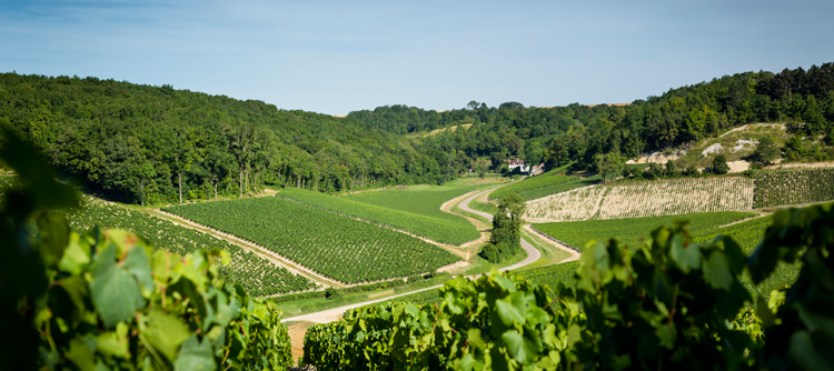 Vignoble de Chablis