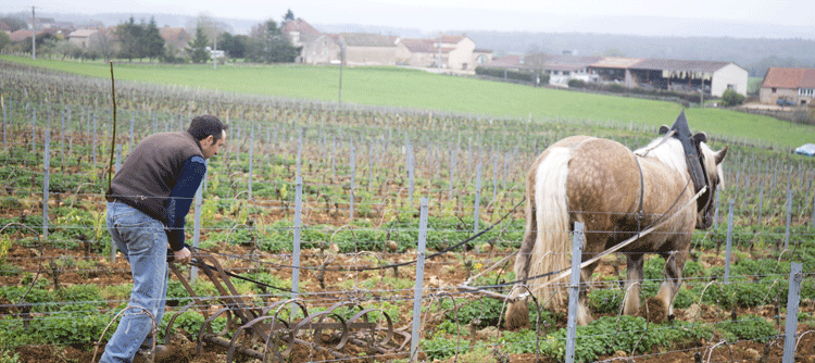 Balade Gourmande Et Musicale De Bray