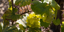Focus cépage : le Chardonnay