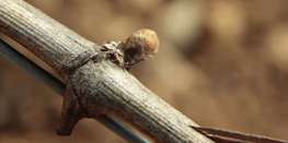 Pleurs, Nouaison, Petits pois en Bourgogne