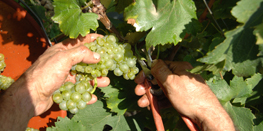 Comprendre le métier de viticulteur en Bourgogne