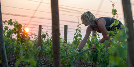 Femmes et hommes passionnés les viticulteurs et négociants en Bourgogne