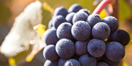Focus cépage : le Pinot Noir