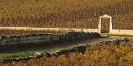 Paysage de vigne en bourgogne