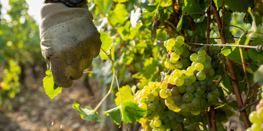 La démarche Développement Durable des vins de Bourgogne