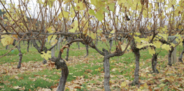 La vigne bourguignonne au fil des saisons