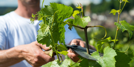 Producteur de vins de Bourgogne