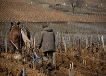 Vigne de bourgogne-labour