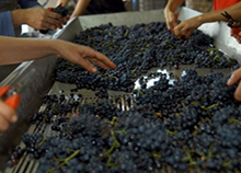 Tri du raisin avant vinification en Bourgogne