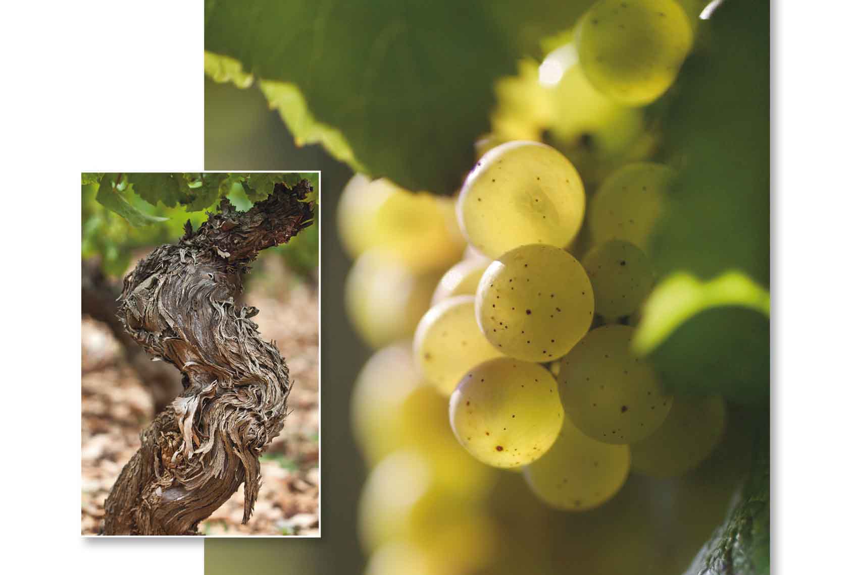 Poster cépage Chardonnay