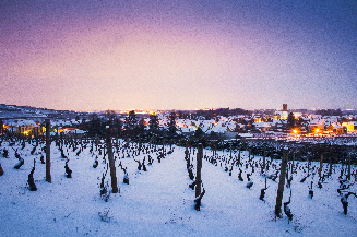 Vignes de bourgogne enneigée