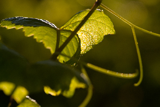 Feuille de vigne en Bourgogne