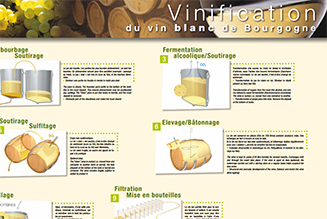 Poster Vinification du vin blanc de Bourgogne