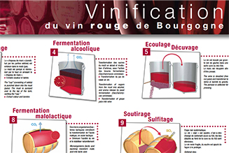 Poster Vinification du vin rouge de Bourgogne