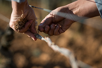 Attachage dans les vignes de Bourgogne