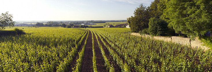 Vue du vignoble d'Aloxe Corton en Bourgogne