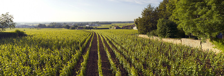 Aloxe-Corton 1er Cru Les Fournières