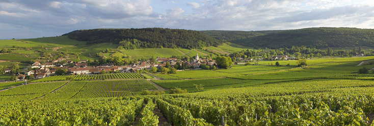 Vue du vignoble d'Auxey Duresses en Bourgogne