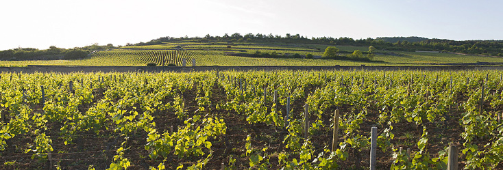 Vue du vignoble de Bâtard Montrachet en Bourgogne