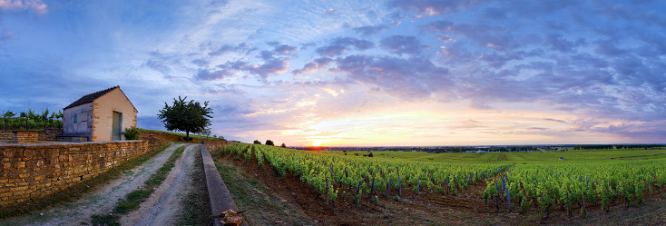 Vue du vignoble de Beaune 1er Cru Le Clos des Mouches en Bourgogne