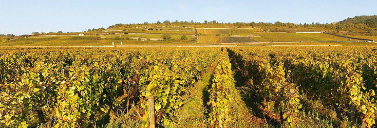 Vue du vignoble de Bienvenue Bâtard Montrachet en Bourgogne