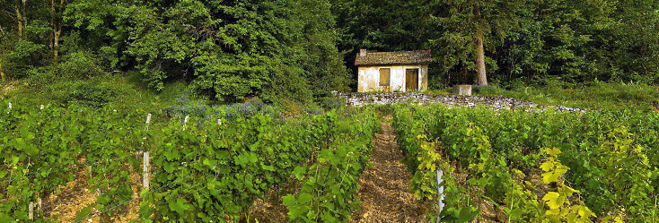 Vue du vignoble de Blagny en Bourgogne