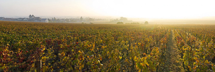 Vue du vignoble de Bonnes Mares en Bourgogne