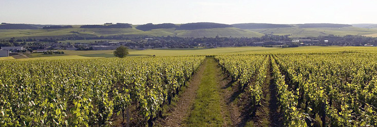 Vue du vignoble de Chablis et Chablis Premier Cru en Bourgogne