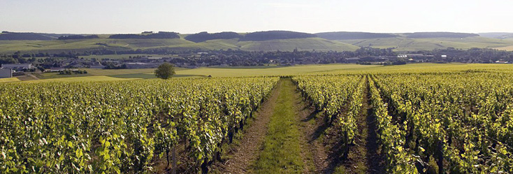 Chablis et Chablis Premier Cru