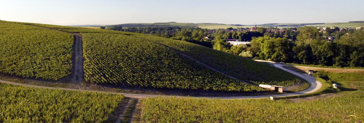 Vue du vignoble de Chablis Grand Cru en Bourgogne