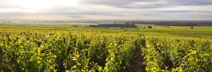 Vue du vignoble de Chambertin en Bourgogne