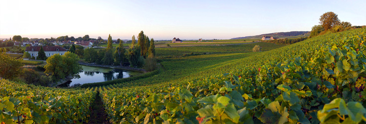Vue du vignoble de Chambolle Musigny - les amoureuses en Bourgogne