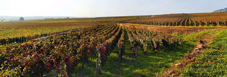 Vue du vignoble de Chapelle-Charmes-Chambertin en Bourgogne