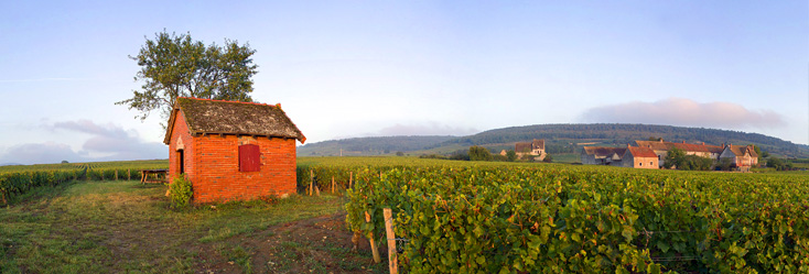 Vue du vignoble de Chassagne-Montrachet - Abbaye de Morgeot en Bourgogne