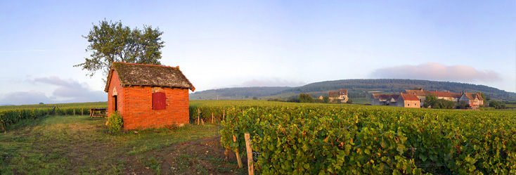 Chassagne-Montrachet - Abbaye de Morgeot