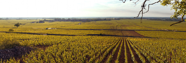 Vue du vignoble de Chevalier-Montrachet en Bourgogne