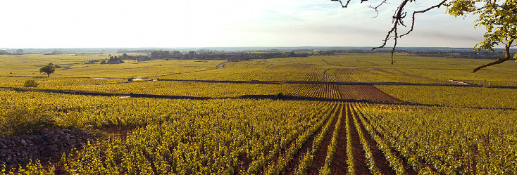 Chevalier-Montrachet